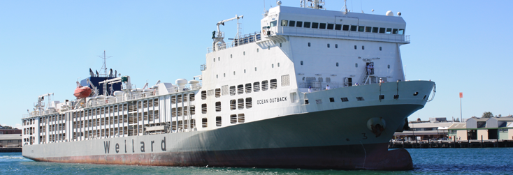 Livestock Carrier Ships: An Overview