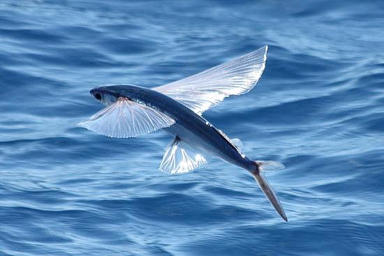 Flying Fish